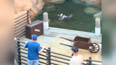 People watch a guest swimming in a pond area in the Canada World Showcase Pavilion at EPCOT.