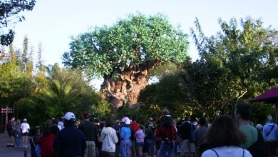 Tree of Life at Disney's Animal Kingdom