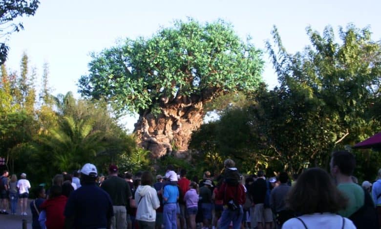 Tree of Life at Disney's Animal Kingdom