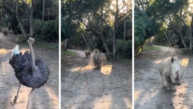 Three screenshots from a video of rhinos chasing an ostrich on Kilimanjaro Safaris.