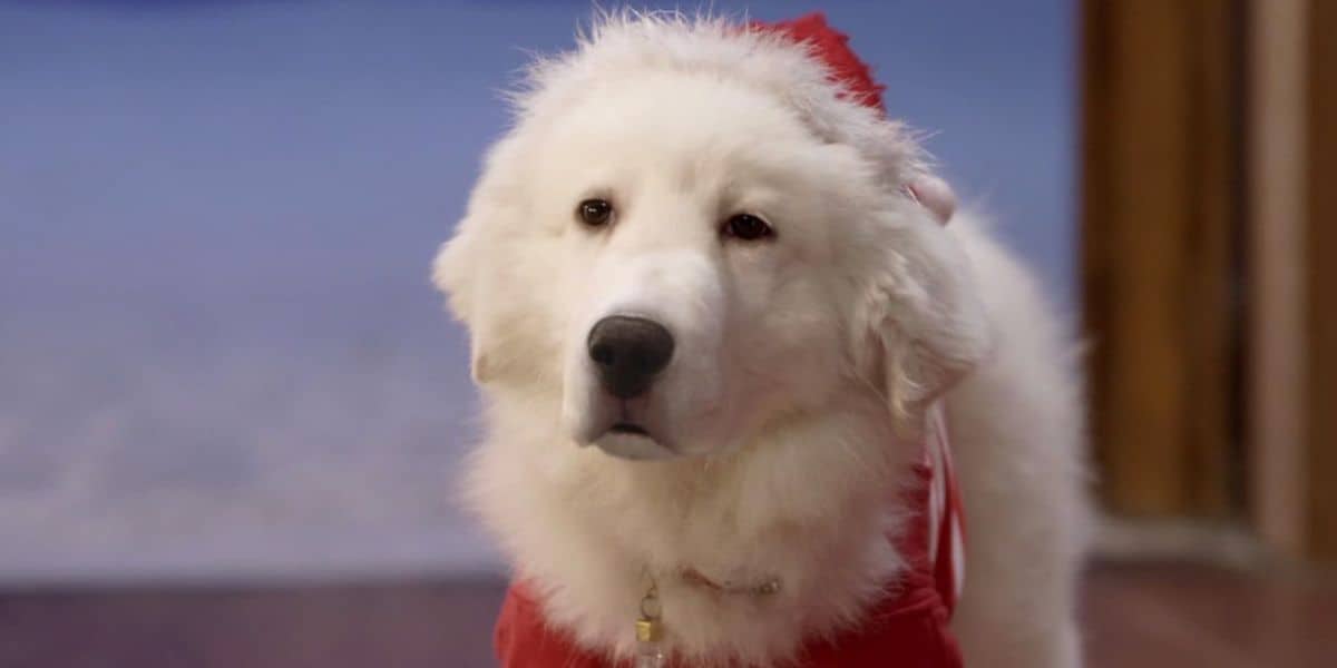 A fluffy white dog wearing a red and white Santa hat and a red outfit stands indoors, looking calmly ahead, ready for the Christmas festivities.