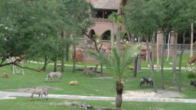 Animals roam the savanna at Disney's Animal Kingdom Lodge.