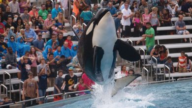 Corky jumps out of the water at SeaWorld