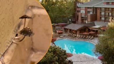 Left: Mushrooms growing out of a wall in a Disney Resort hotel room. Right: The pool at Disneyland Resort's Grand Californian Hotel & Spa .
