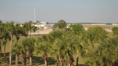 Palm trees outside the Orlando International Airport.