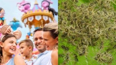 a split image: on the left, a family in Disney World's Magic Kingdom. on the right, a swarm of baby spiders