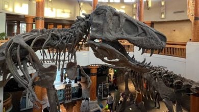 Jurassic Park dinosaur fossil inside Discovery Center in Universal's Islands of Adventure park