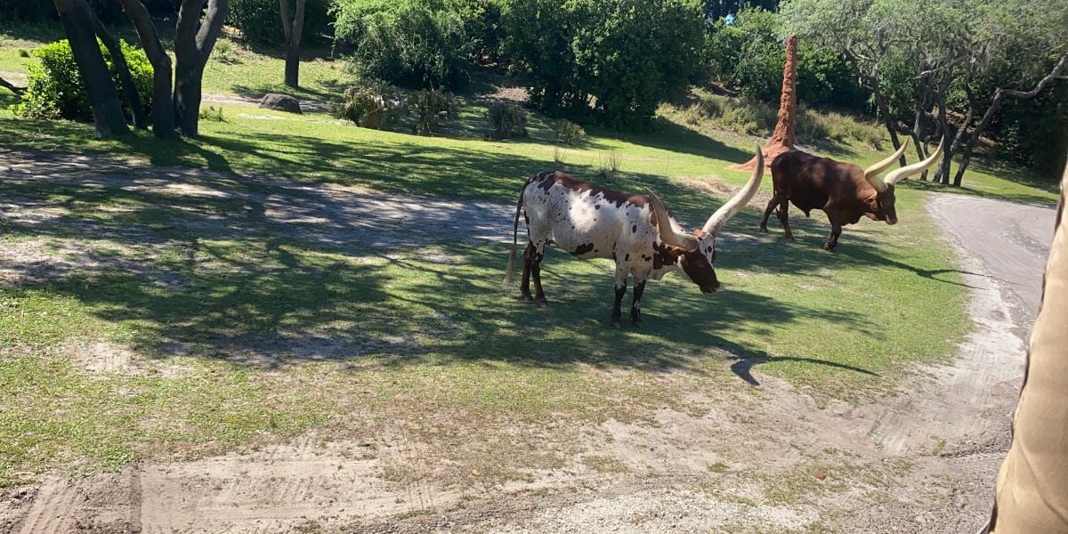 Two majestic, big-horned cattle graze on a sunny field at Disney’s Animal Kingdom, unfazed by the wild stories of safari guides.