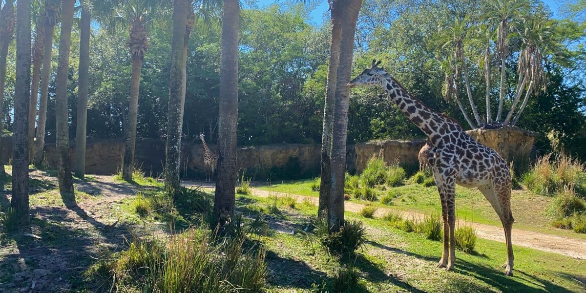 Two giraffes roam beneath palm trees on the Kilimanjaro Safaris trail at Disney's Animal Kingdom, ready for adventure.