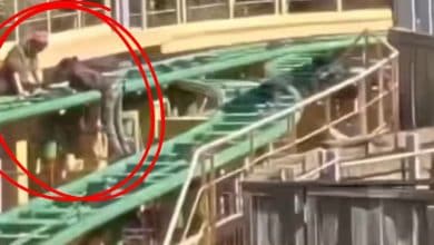 A circle focuses on two workers climbing on roller coaster tracks at Busch Gardens Tampa Bay