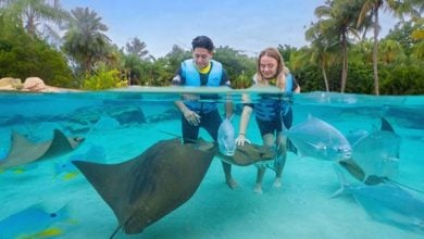 Guests in life vests enjoy an interactive stingray encounter, swimming with tropical fish by palm trees at Discovery Cove.