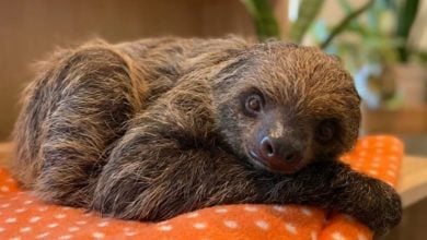 Sid the Sloth from Ice Age lounging on an orange polka dot blanket, posing for fans at Universal Studios.
