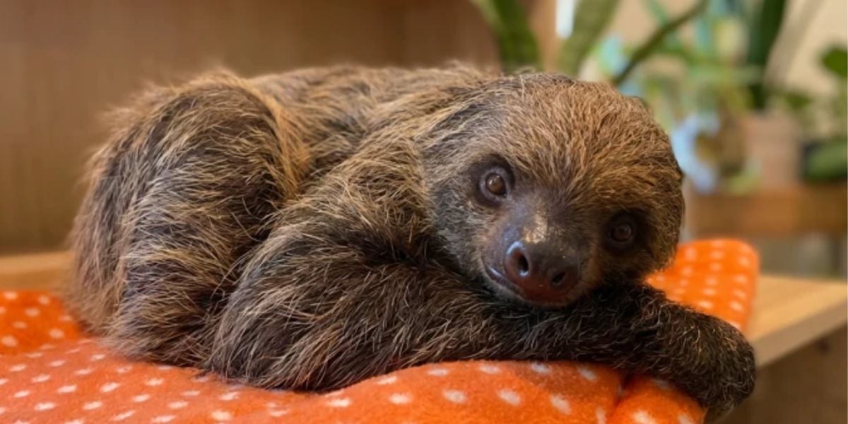 Sid the Sloth from Ice Age lounging on an orange polka dot blanket, posing for fans at Universal Studios.