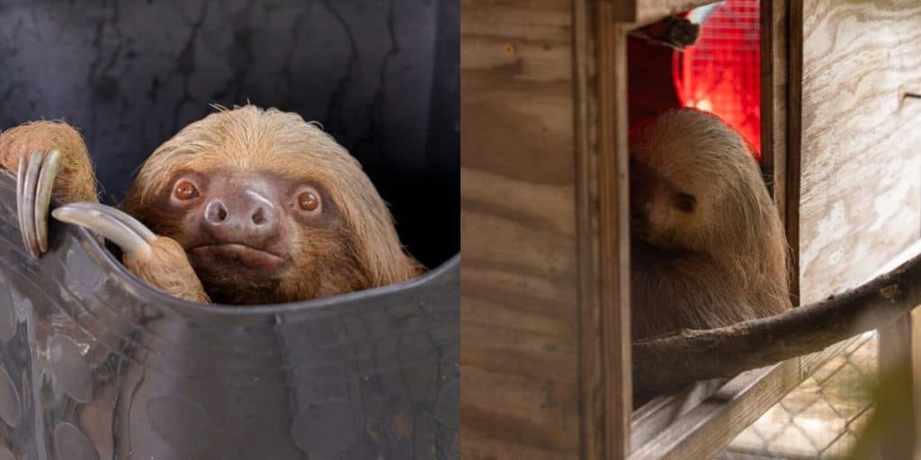Wounded Sloth Another Life Lost to Sloth World's Negligence as the Death Toll ...