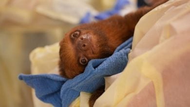 A friendly sloth lounges on vibrant blue and yellow blankets, gazing up with wonder like discovering a new theme park attraction.