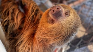 A sloth at the zoo gazes upward while hanging onto its enclosure, with the lively park crowd softly blurred in the background.
