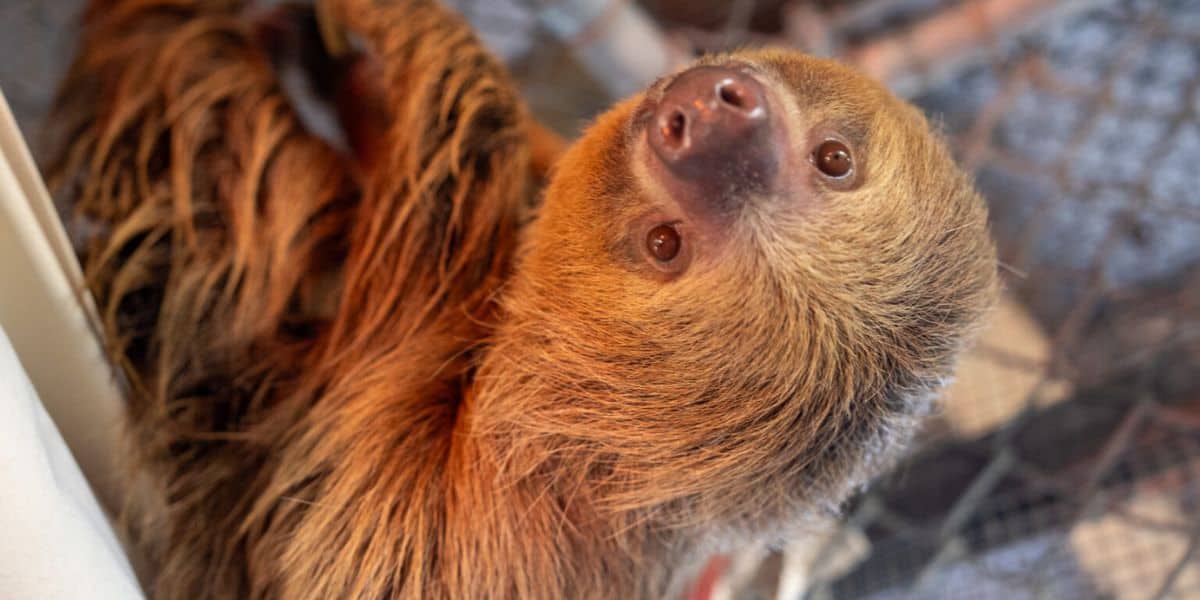 A sloth at the zoo gazes upward while hanging onto its enclosure, with the lively park crowd softly blurred in the background.