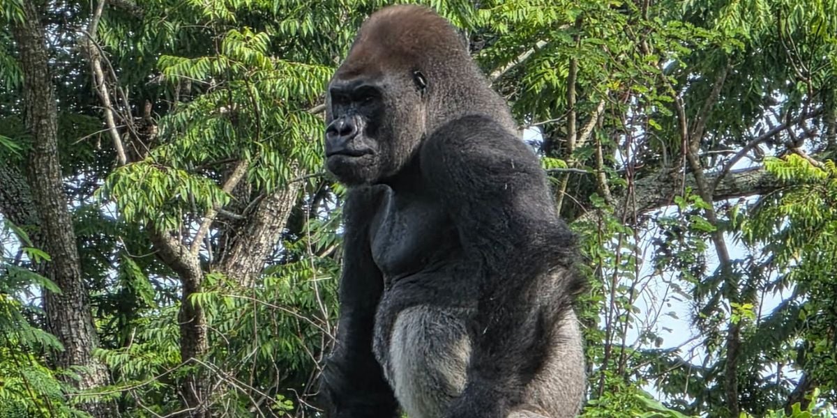 A majestic gorilla roams lush greenery at the zoo, inviting visitors to marvel at this wildlife star in its naturalistic habitat.