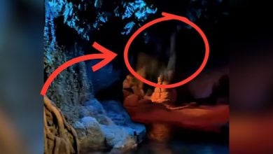 A still from a video of a branch or other debris falling on Living with the Land, with a red arrow and circle highlighting the debris.