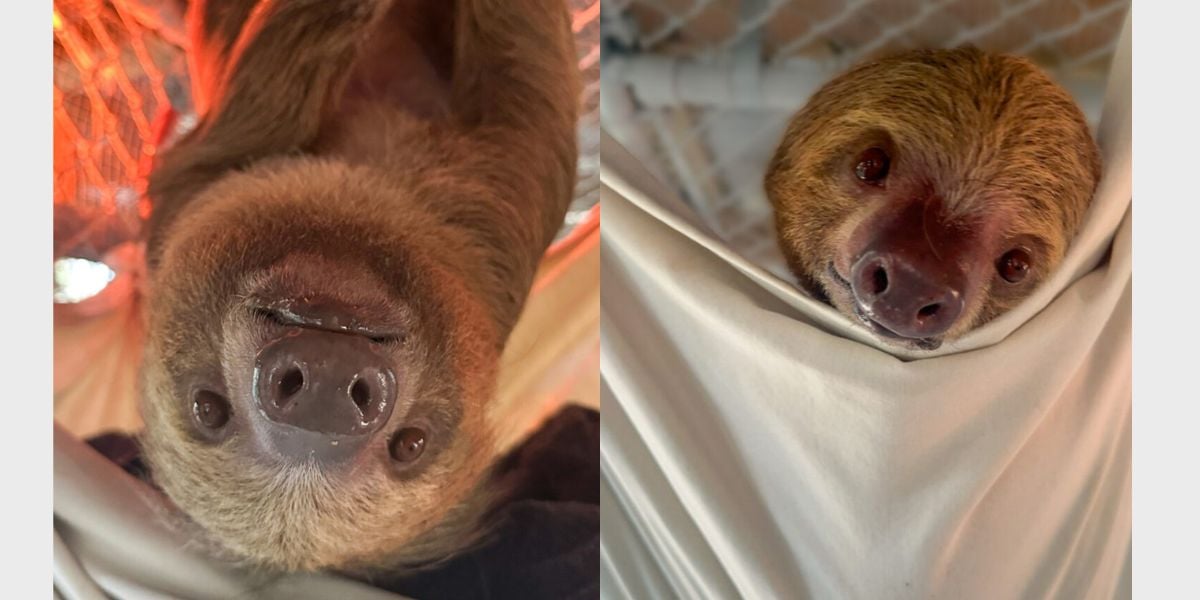 Two adorable sloths at Gatorland—one hanging upside down, one relaxing in a hammock—delight visitors with milestone cuteness.