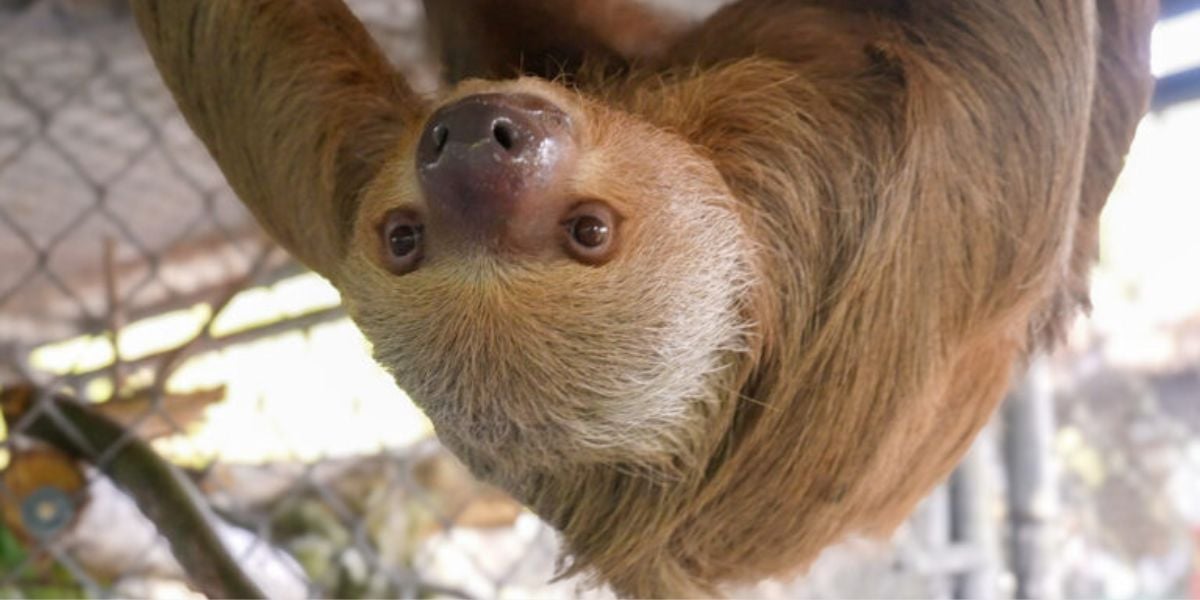 A sloth effortlessly hangs upside down from a branch in its habitat at the Central Florida Zoo & Botanical Gardens.