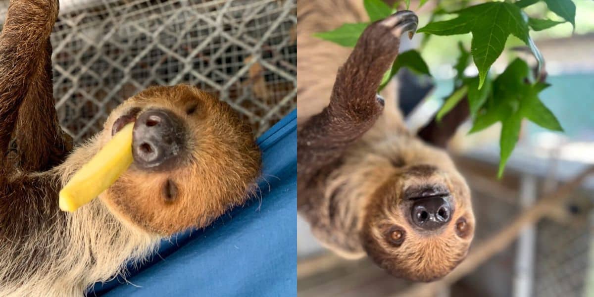At Central Florida Zoo, two sloths relax—one munches a snack, while the other stretches for leaves in the rescue habitat.