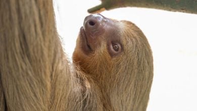 A rescued brown sloth at Central Florida Zoo hangs from a branch, gazing up serenely like a star in an animal adventure park.