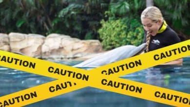 A guest at Discovery Cove enjoys a dolphin interaction experience in the water, as yellow caution tape signals special event restrictions similar to those seen in SeaWorld’s marine encounter areas.