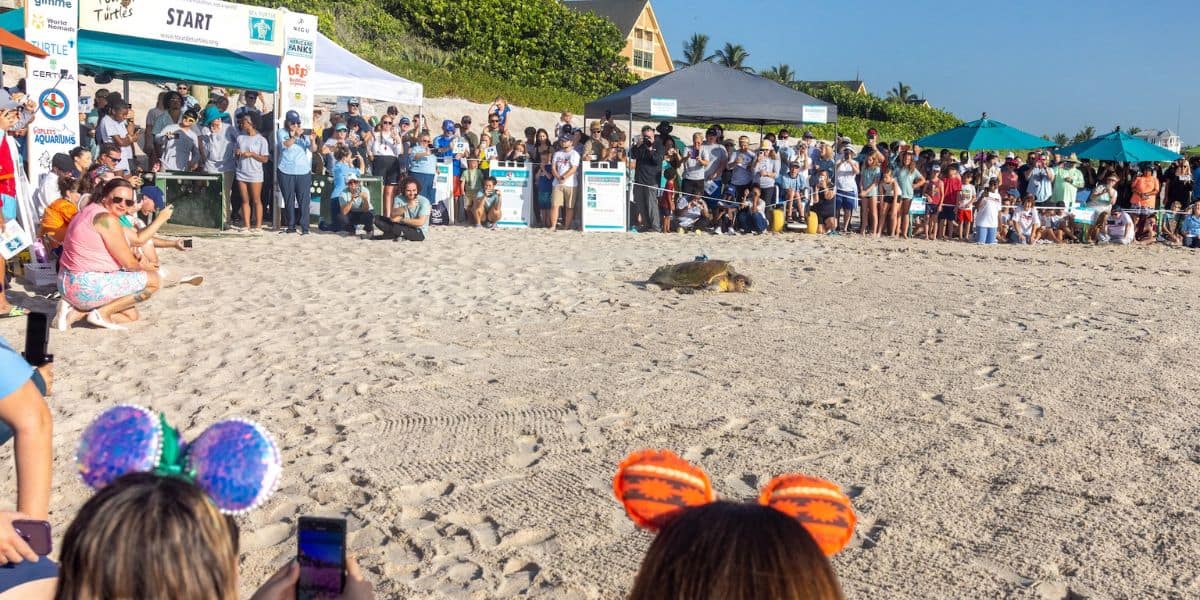 Guests gather along the sandy shore at SeaWorld, eagerly snapping photos as a sea turtle makes its way across the beach near colorful event tents.