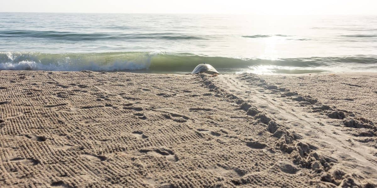 A sea turtle makes its way down the sandy shore of Discovery Cove, leaving tracks on the beach beneath a sunlit sky as it heads toward the water’s edge.