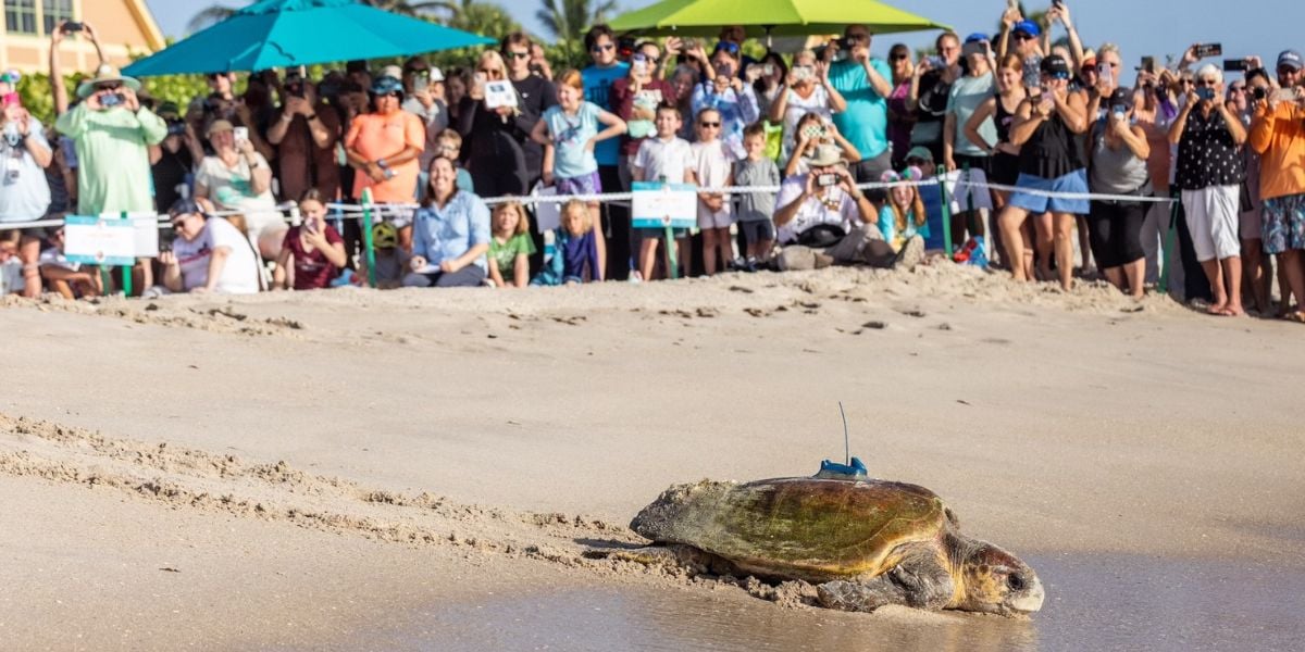 At SeaWorld, a sea turtle fitted with a tracking device makes its way toward the ocean as excited guests line the sandy shore, capturing photos of the memorable conservation event.