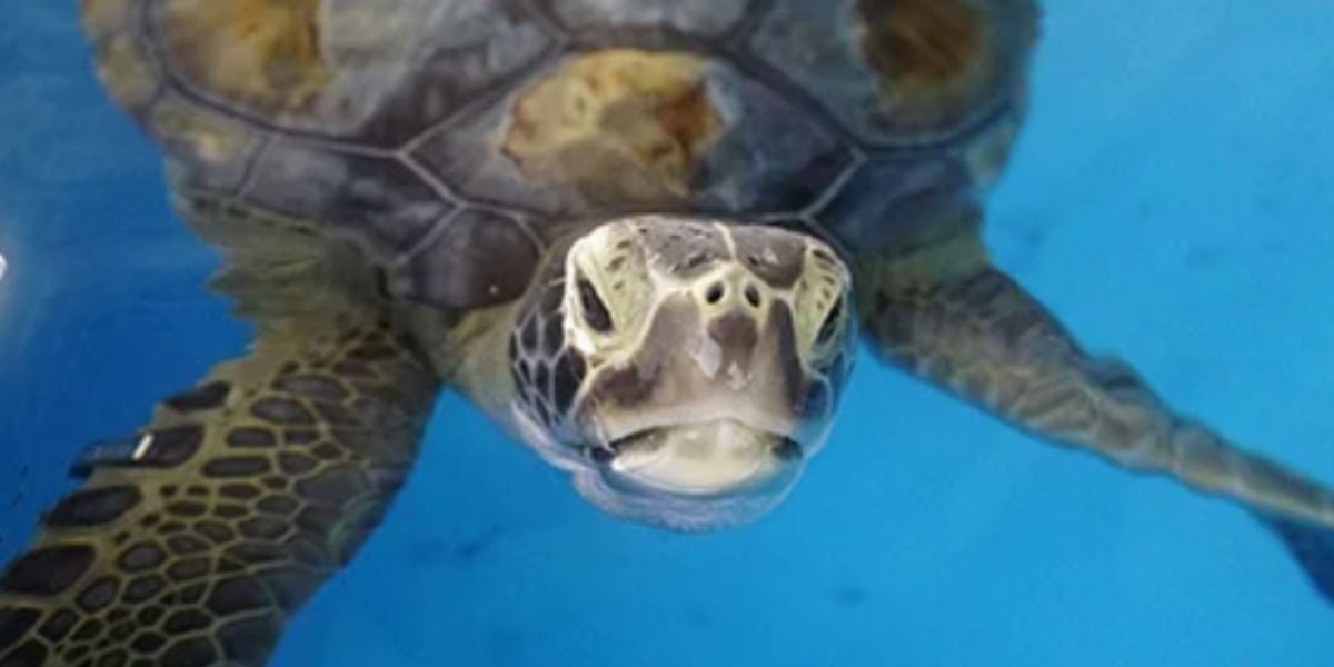 A sea turtle glides through the crystal-clear waters at SeaWorld Orlando, looking directly at you with its head peeking above the surface—an unforgettable close-up encounter for park guests.