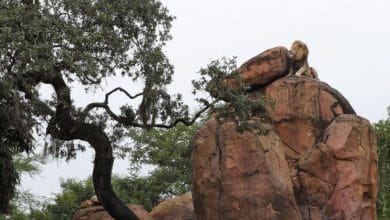 Lion at the Kilimanjaro Safaris rocky outcrop at Disney’s Animal Kingdom.