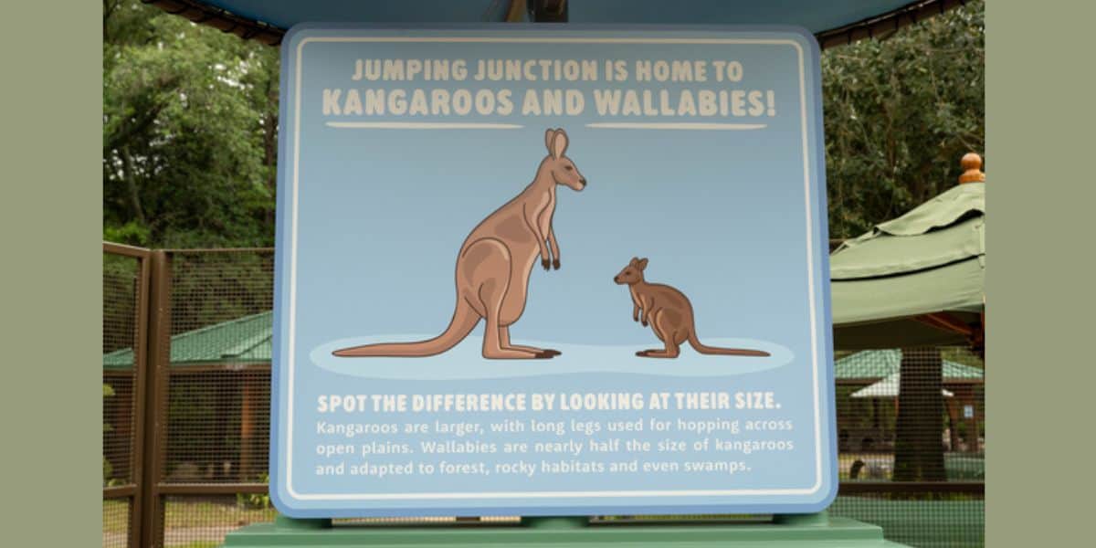 Jumping Junction sign at Disney’s Animal Kingdom comparing the sizes of a kangaroo and a wallaby.