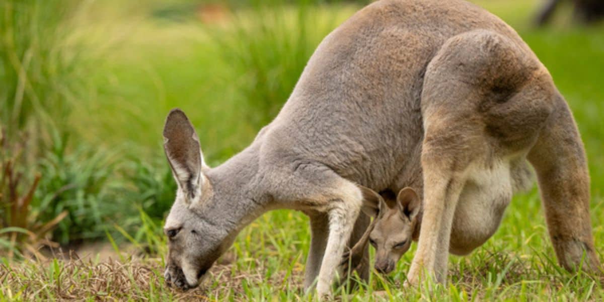 A kangaroo with a joey in its pouch grazes at Disney’s Animal Kingdom.