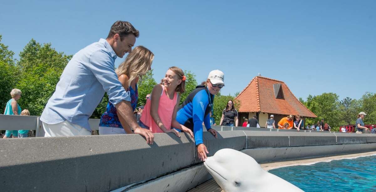 A family encounters a beluga whale at Marineland