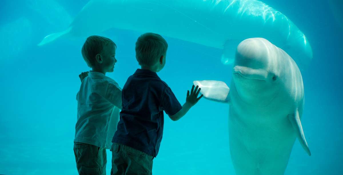 Two children observing a beluga whale at Marineland.