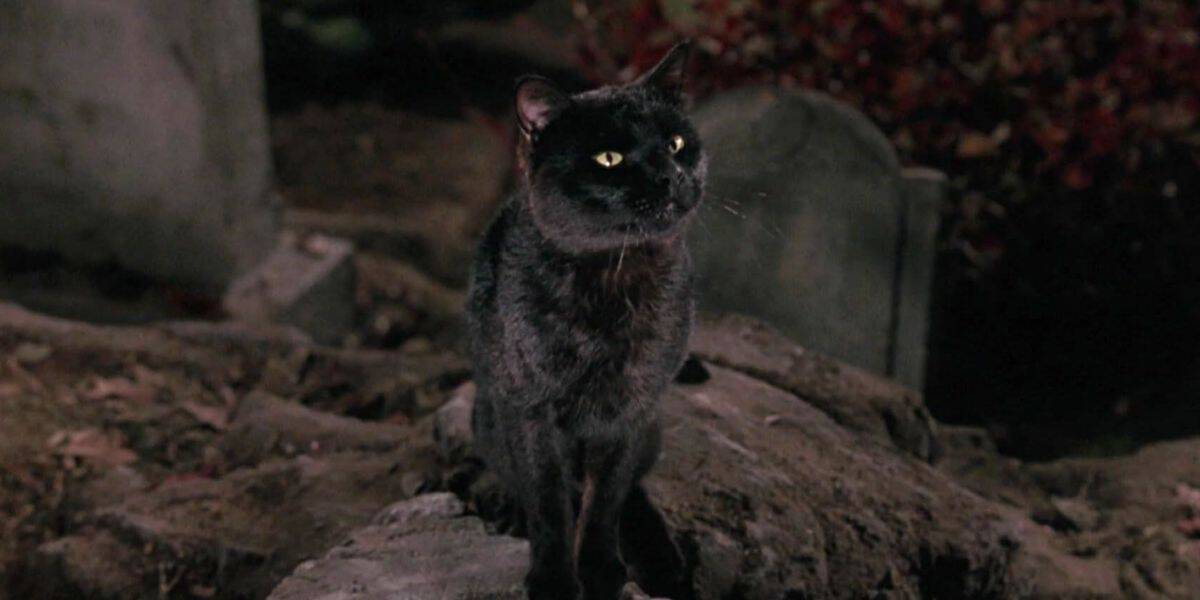 Thackery Binx the cat in Hocus Pocus (1993)