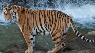A tiger at the waterfall in Yorkshire Wildlife Park
